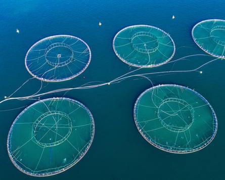 Nets of a salmon fish farm. Hordaland, Norway, seen from the air.