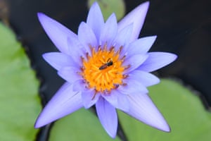 A bee collects nectar from a lotus flower in a pond in Singapore