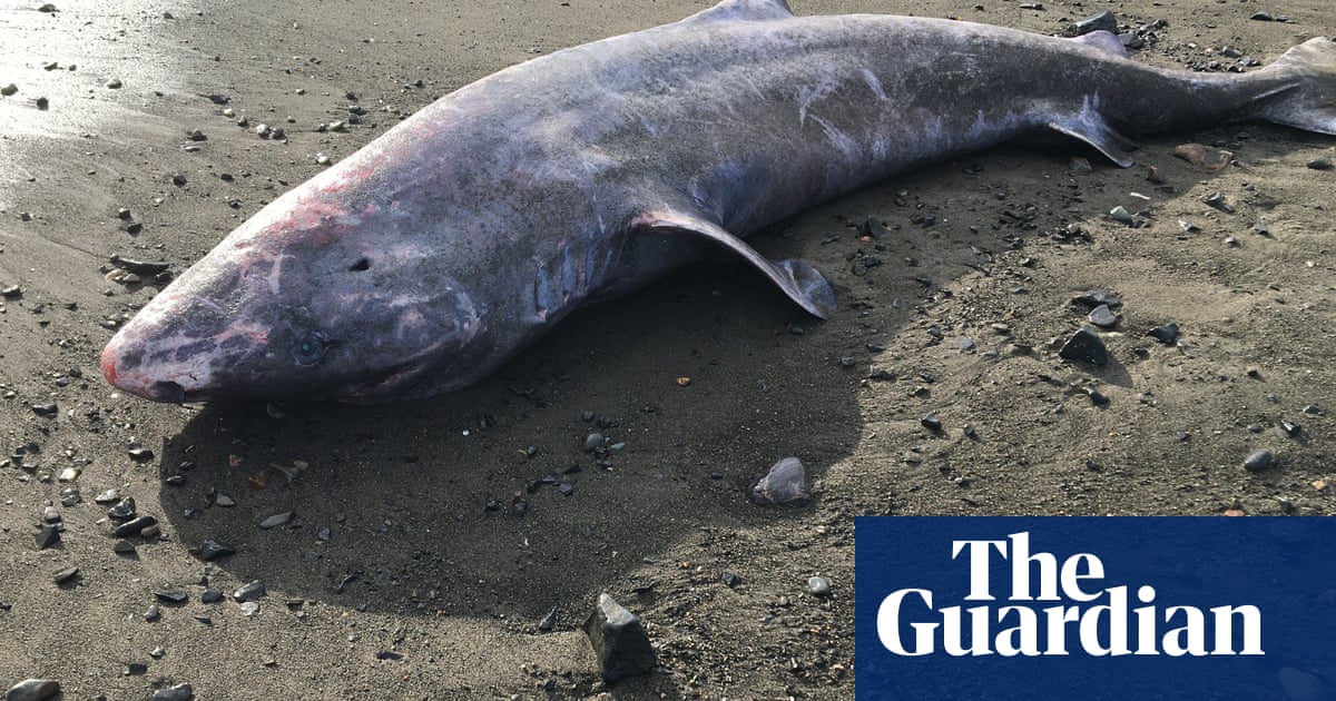 Meningitis killed Greenland shark found off coast of Cornwall, postmortem shows