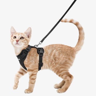 Your indoor cat is bored. Here are toys and tools to fix that | cats 1000