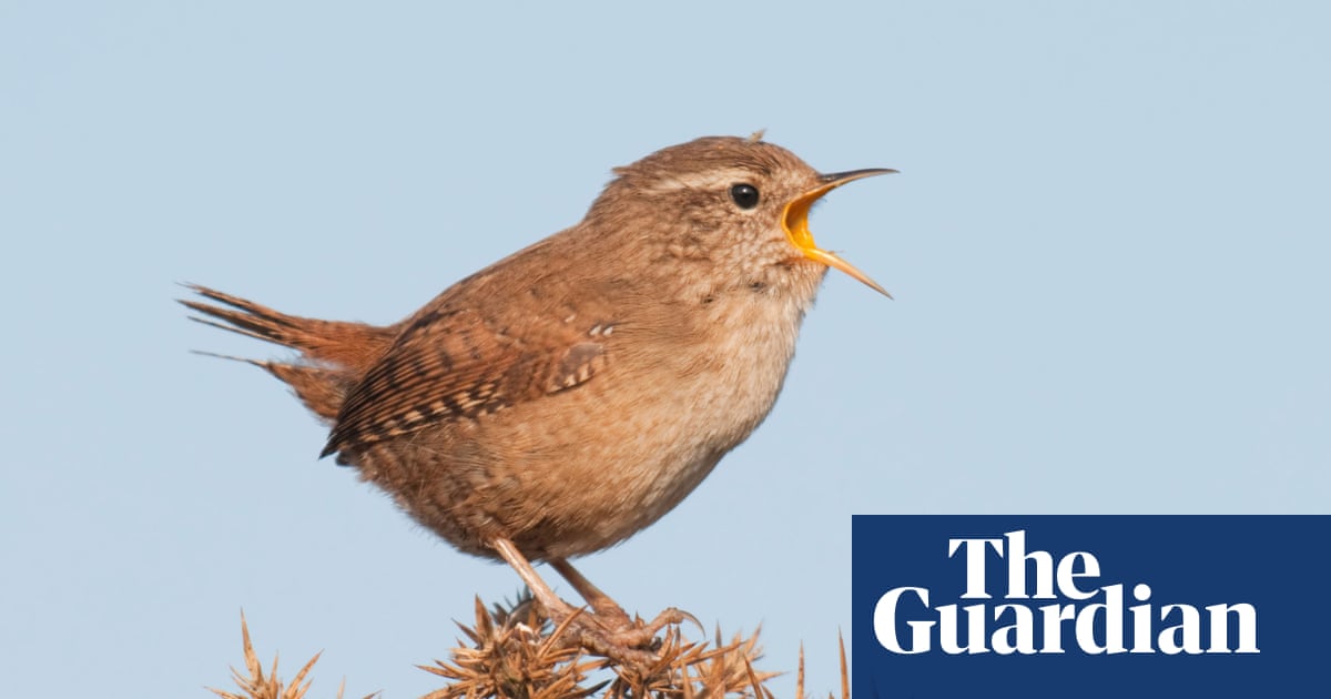Mood-boosting benefits of birdsong drowned out by traffic noise, study finds