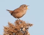 Mood-boosting benefits of birdsong drowned out by traffic noise, study finds