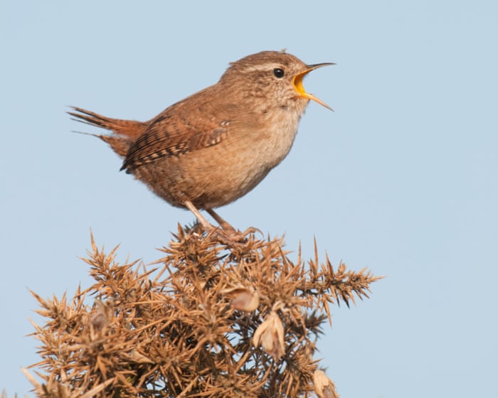 Mood-boosting benefits of birdsong drowned out by traffic noise, study finds
