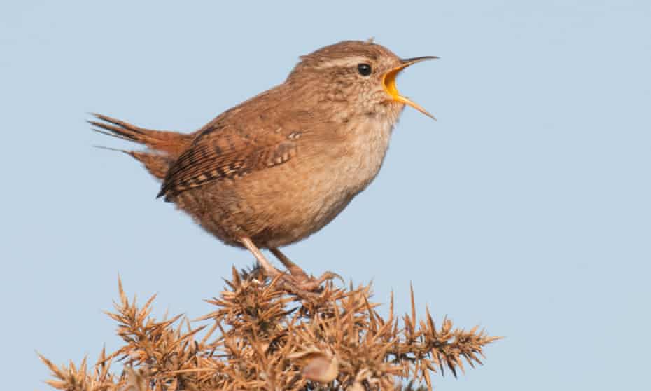 A wren adds to the chorus.