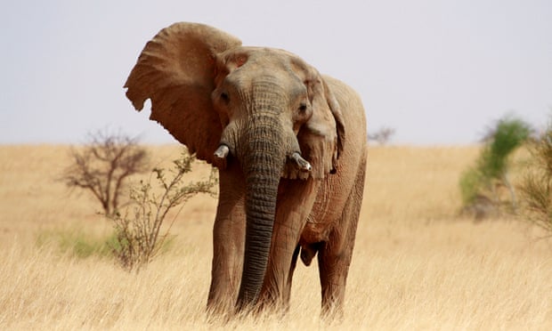 Ongoing conflict in Mali is impacting both humans and the wildlife population, with elephant numbers falling. 
