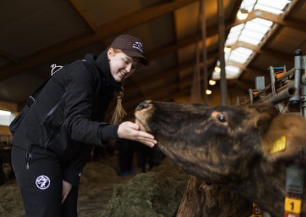 Sigurrós Birta Jóhannsdóttir strokes the chin of a young brown cow in the barn. She is 22 with reddish hair tied into a long plait, and wears a black baseball cap, jacket and trousers.