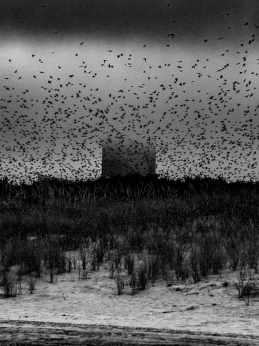 Swallows in the sky