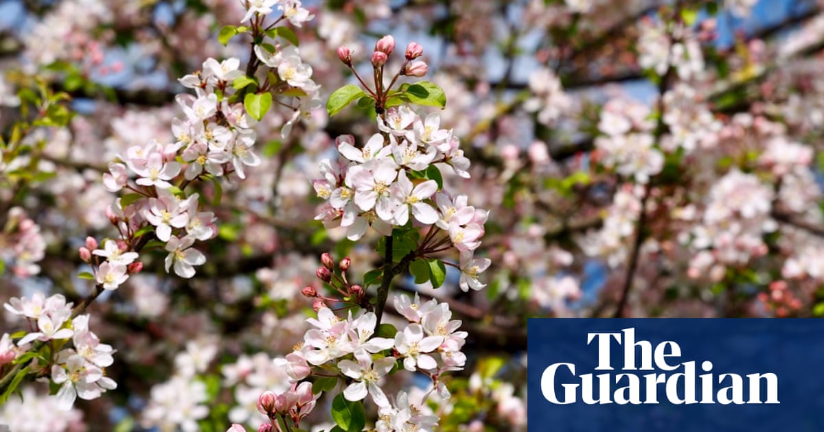 The Ancient Magic Of Apple Blossom Time Trees And Forests The Guardian The Ancient Magic Of Apple Blossom Time Trees And Forests The Guardian
