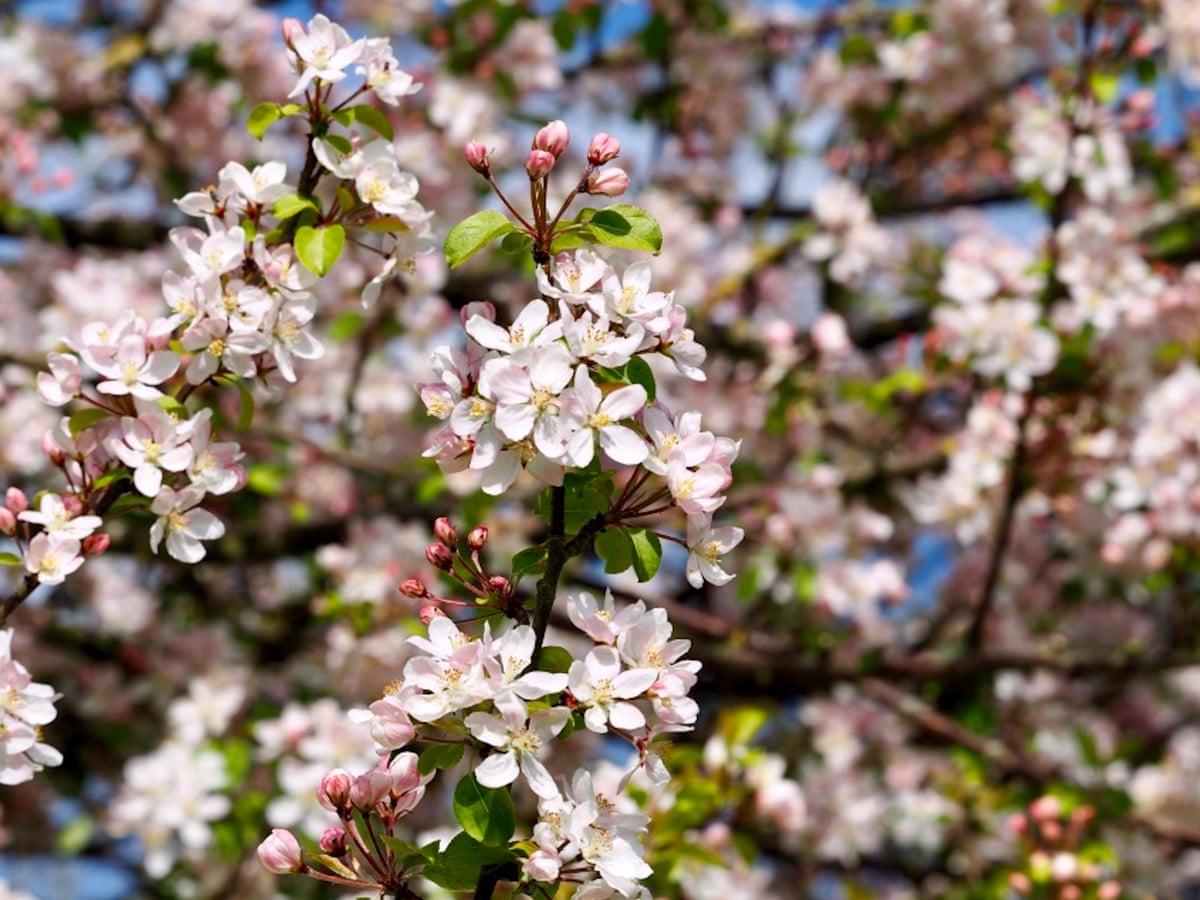 The Ancient Magic Of Apple Blossom Time Trees And Forests The Guardian The Ancient Magic Of Apple Blossom Time Trees And Forests The Guardian
