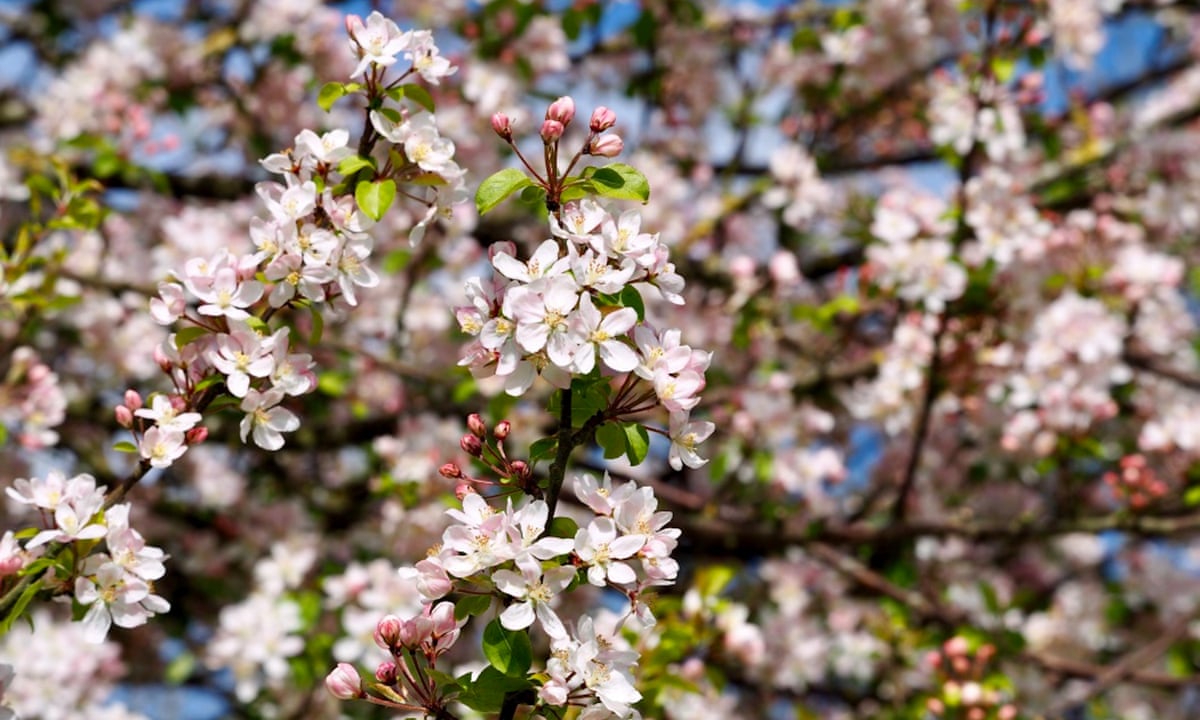 The Ancient Magic Of Apple Blossom Time Trees And Forests The Guardian The Ancient Magic Of Apple Blossom Time Trees And Forests The Guardian