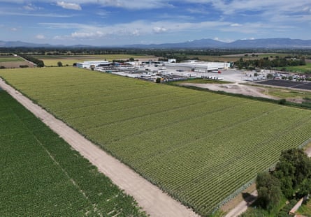 field of lettuce
