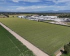 Cyclospora found at Mexican farm linked to lettuce outbreak, FDA says