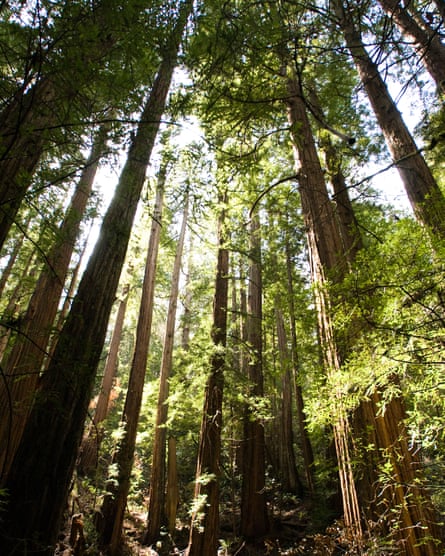 A romance takes place several hundred feet up a giant redwood in the novel. Photograph: Alamy