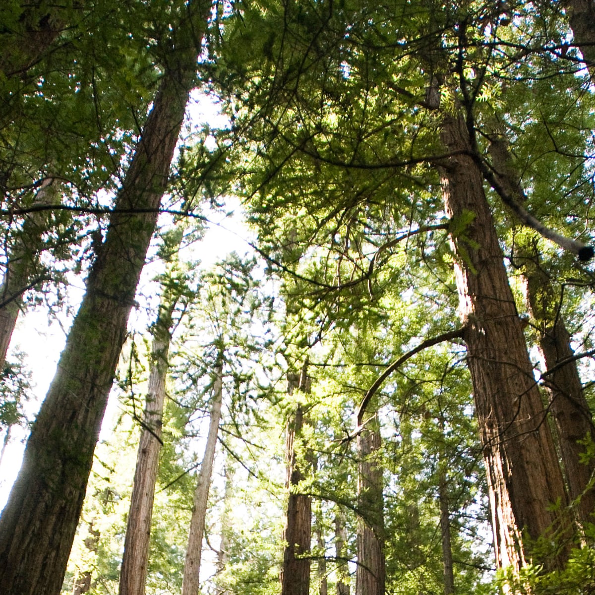 How Could The Overstory Be Considered A Book Of The Year Richard Powers The Guardian