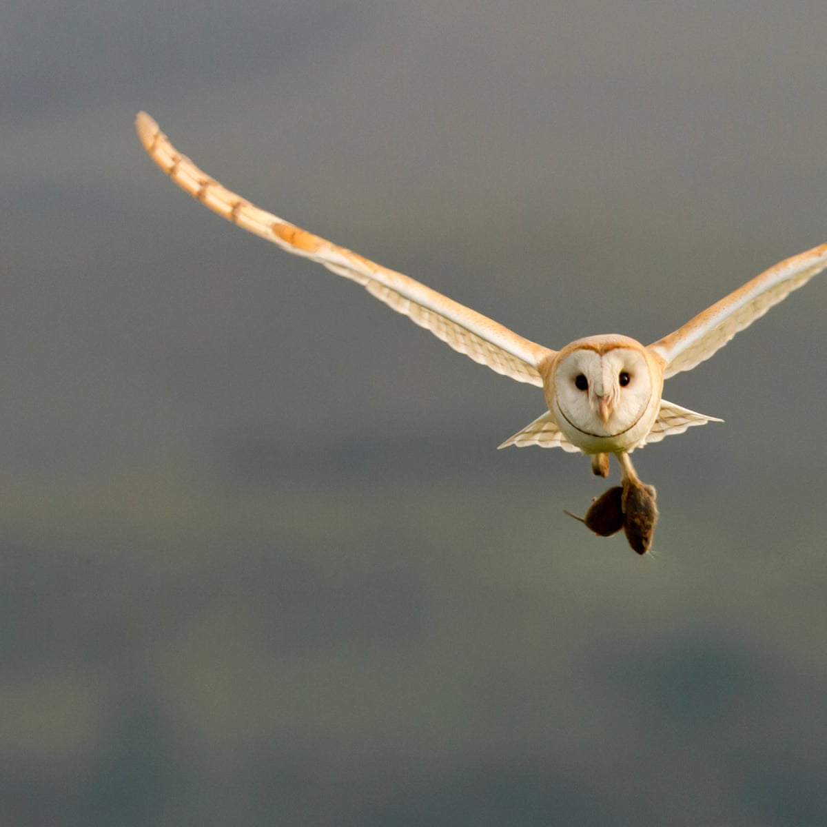 Birdwatch A Pair Of Barn Owls Make Our Midsummers Evening Birds The Guardian Birdwatch A Pair Of Barn Owls Make Our Midsummers Evening Birds The Guardian