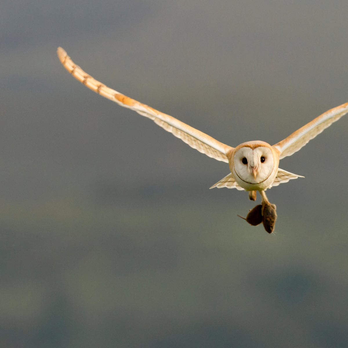 Birdwatch: a pair of barn owls make our midsummer's evening | Birds | The  Guardian