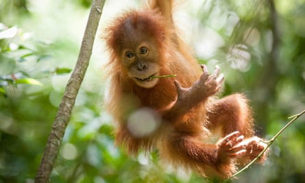 Sumatran  orangutan