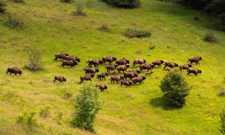 View from above of herd of bison in grassland