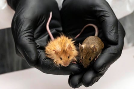 Two mice in a lab worker’s gloved hands; one looks like a normal brown mouse, the other has long, thick fur