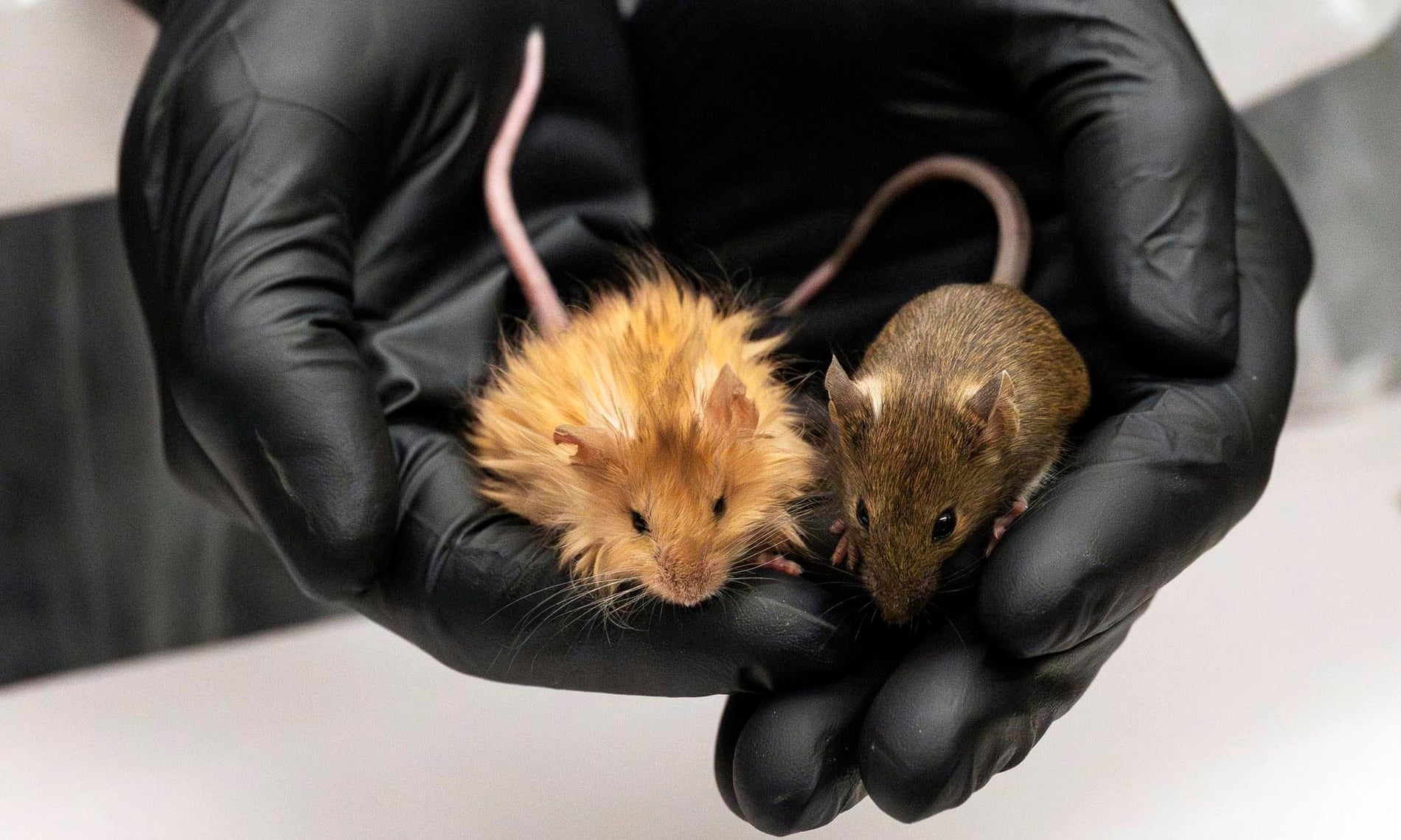 Dos ratones en las manos de una persona que usa guantes negros. Uno de los ratones tiene pelaje esponjoso y de color anaranjado, mientras que el otro tiene pelaje corto y marrón. La imagen muestra un contraste entre ambos en términos de apariencia y textura del pelaje.