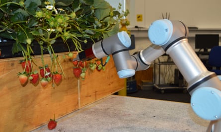 A robotic strawberry picker, designed by the University of Essex.