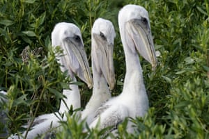 Jovens pelicanos marrons sentam em seu ninho em Raccoon Island, uma ilha barreira do Golfo do México que é um local de nidificação para pelicanos marrons, andorinhas-do-mar, gaivotas e outras aves, em Chauvin, Louisiana, EUA