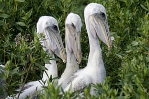 Jovens pelicanos marrons sentam em seu ninho em Raccoon Island, uma ilha barreira do Golfo do México que é um local de nidificação para pelicanos marrons, andorinhas-do-mar, gaivotas e outras aves, em Chauvin, Louisiana, EUA