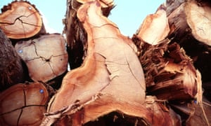 Illegal logging seized in Brazil. 
