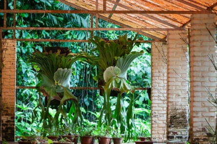 Ferns grown in a greenhouse