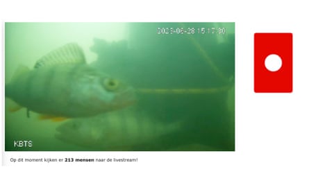 A screenshot of a migrating fish on The Fish Doorbell