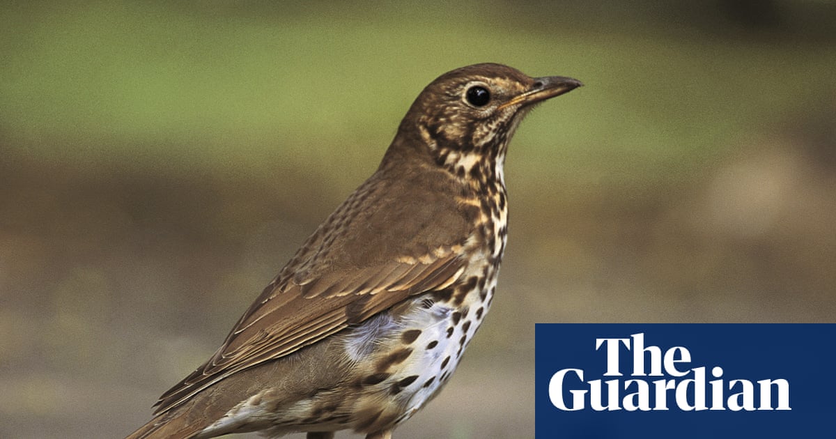European cold snap may increase bird migration to UK