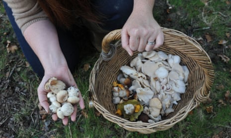 At least eight people have been admitted to NSW hospitals after being poisoned by wild mushrooms, prompting a health warning