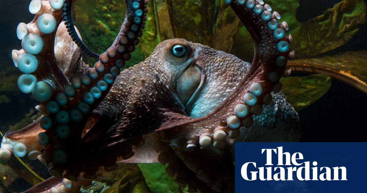 other minds by peter godfrey smith review the octopus as