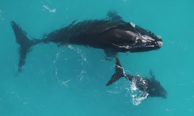 One in 10 southern right whales alive in 1893 could have still been swimming today, study finds One in 10 southern right whales alive in 1893 could have still been swimming today, study finds