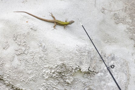 A lizard on a wall faces the tip of a fishing rod