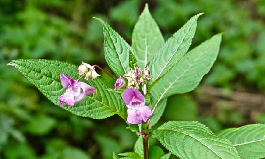 Himalayan balsam