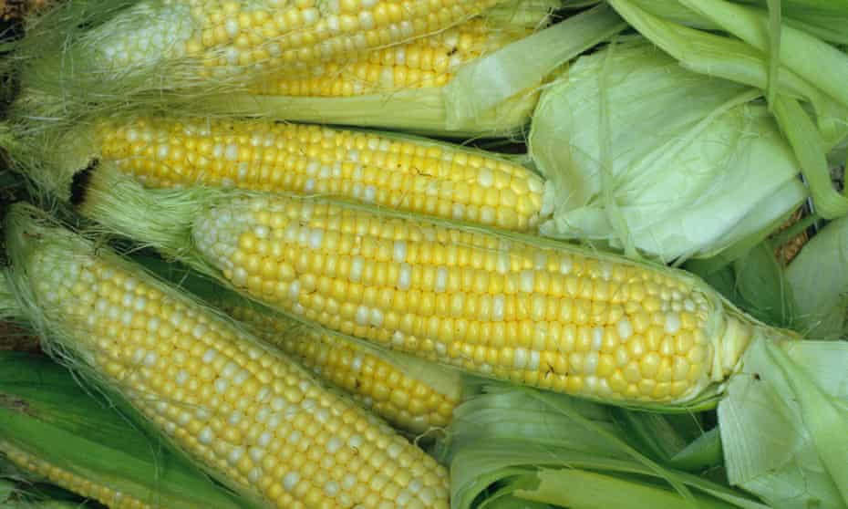 Weedkiller Found In Granola And Crackers Internal Fda Emails Show Us News The Guardian