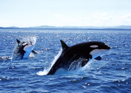 A mother orca and calf in Canada.