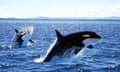killer whale attacks sailboat