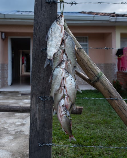Bocachicos hang from a fence in front of a house in Quinamayó.