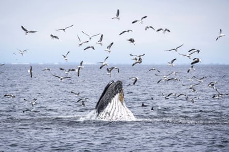 A whale cresting out of the ocean amid dolphin fins and surrounded by birds in the air.