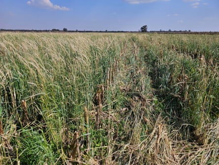 A field of what looks like grass