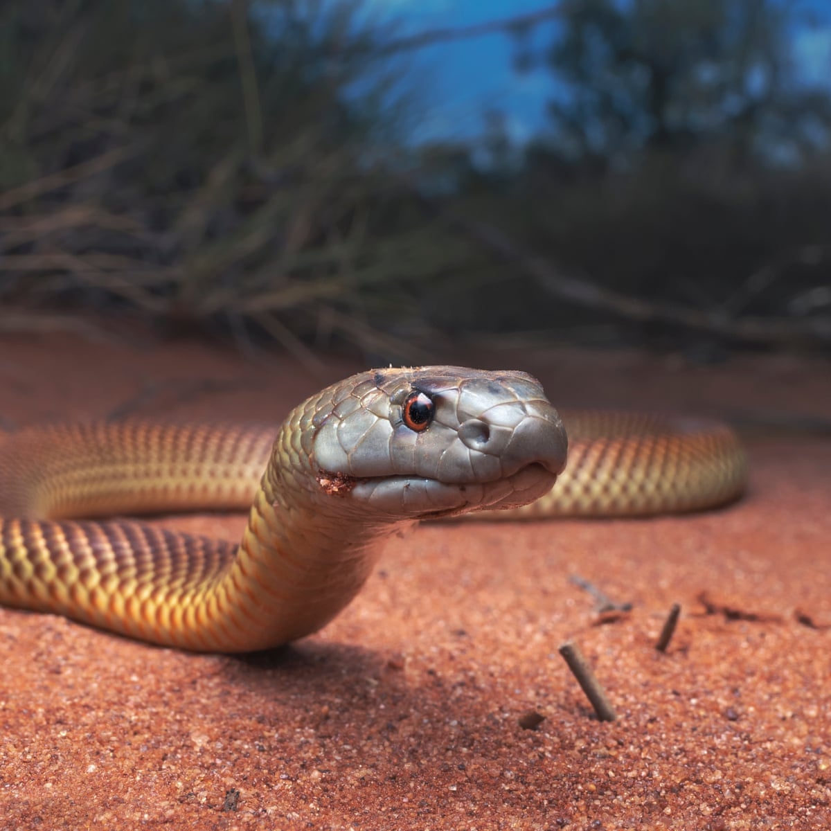 venomous king brown snake bites alice