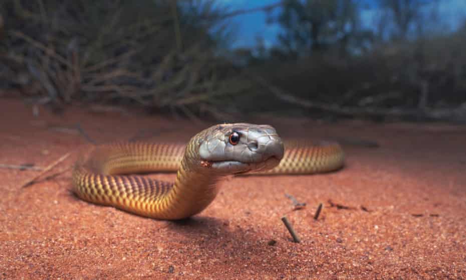 And snakes girl Young Girl's