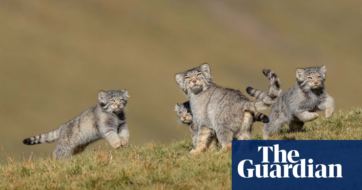 Wildlife photographer of the year 2020 winners – in pictures | Art and