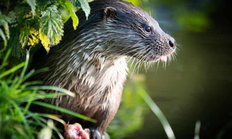 Otters' habitat has been affected by water abstraction.