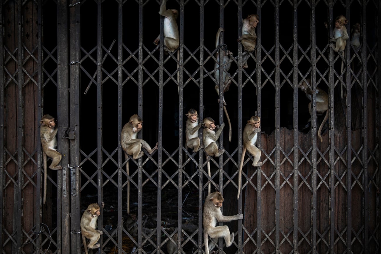 Monkeys hang onto the closed bars of a shuttered business