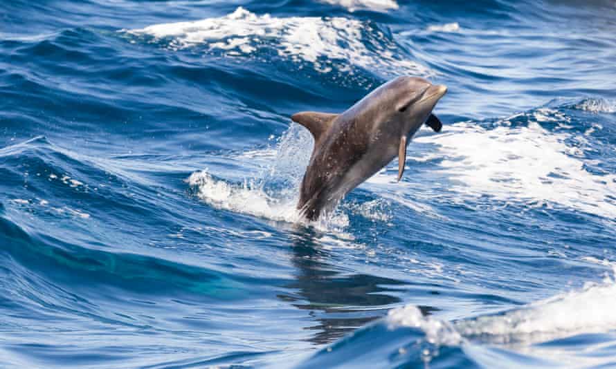 Bottlenose dolphin jumping out of the water off Tenerife.