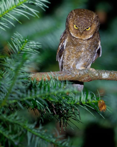 Mountain scops owl frowning on the branch of a tree at night