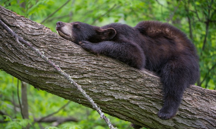 Forbidden fruit trees: Canadian national park urges locals to remove bear-attracting bushes